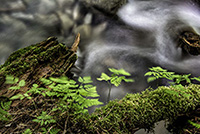 DSC_0649-1000-The Ferns